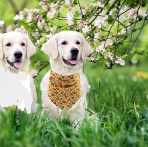 PAWCHIE Cute Dog Bandana - Orange Pattern Cooling Summer Style